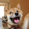 涛