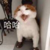 嘿嘿哈哈