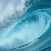 浮萍