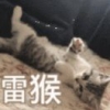lT81杨中