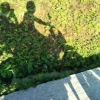 沙皮狗的忧伤