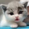 自转