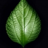 阳光18