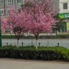 清风空月