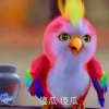 小橘子