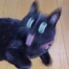 喵aaa