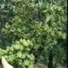 风之子65